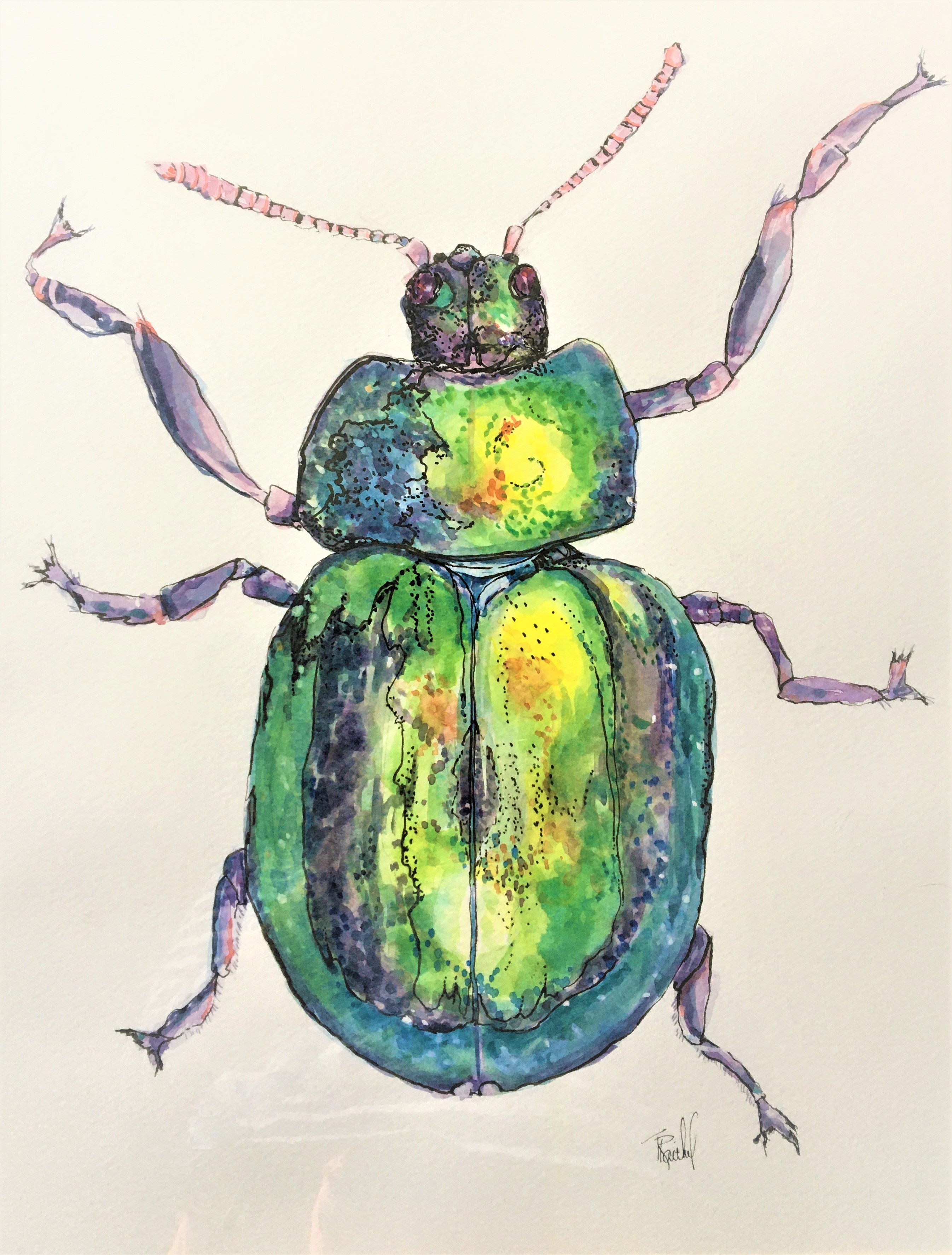 Beetle: Love Bug